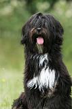 TERRIER DU TIBET 081